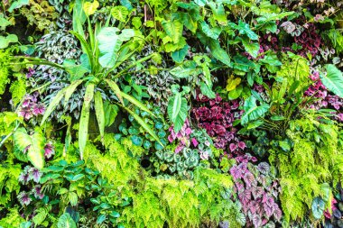 Dikey Bahçe tropikal yaprak yeşil ve çiçeklerle. Doğa arka plan