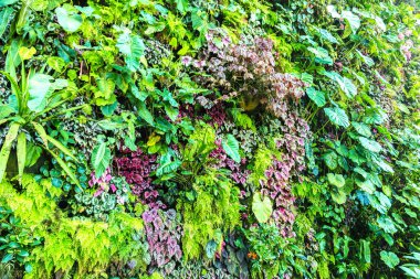 Dikey Bahçe tropikal yaprak yeşil ve çiçeklerle. Doğa arka plan