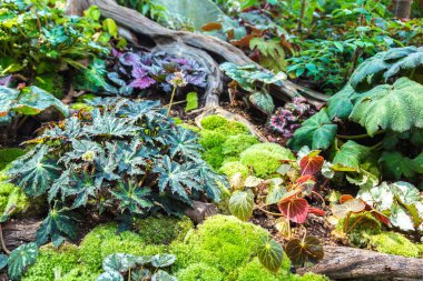 Dikey Bahçe tropikal yaprak yeşil ve çiçeklerle. Doğa arka plan