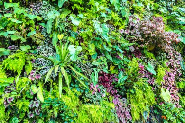 Dikey Bahçe tropikal yaprak yeşil ve çiçeklerle. Doğa arka plan