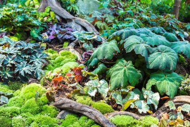 Dikey Bahçe tropikal yaprak yeşil ve çiçeklerle. Doğa arka plan