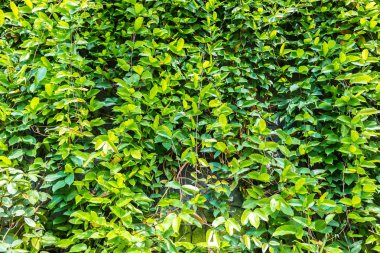 Dikey Bahçe tropikal yaprak yeşil ve çiçeklerle. Doğa arka plan