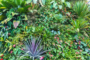 Dikey Bahçe tropikal yaprak yeşil ve çiçeklerle. Doğa arka plan