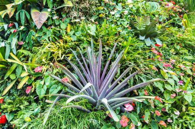 Dikey Bahçe tropikal yaprak yeşil ve çiçeklerle. Doğa arka plan