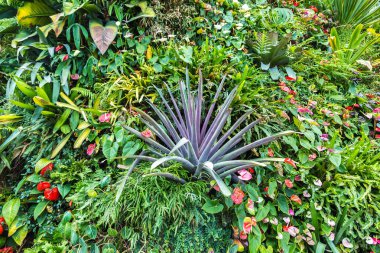 Dikey Bahçe tropikal yaprak yeşil ve çiçeklerle. Doğa arka plan