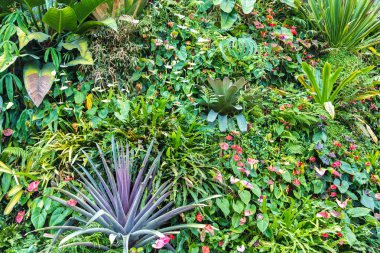 Dikey Bahçe tropikal yaprak yeşil ve çiçeklerle. Doğa arka plan