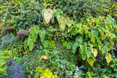 Dikey Bahçe tropikal yaprak yeşil ve çiçeklerle. Doğa arka plan