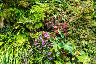 Dikey Bahçe tropikal yaprak yeşil ve çiçeklerle. Doğa arka plan
