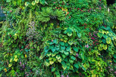Dikey Bahçe tropikal yaprak yeşil ve çiçeklerle. Doğa arka plan