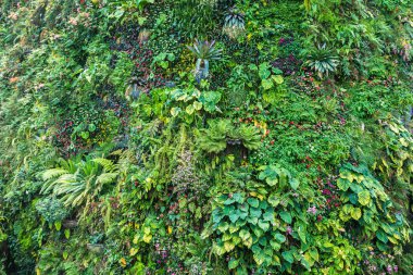 Dikey Bahçe tropikal yaprak yeşil ve çiçeklerle. Doğa arka plan