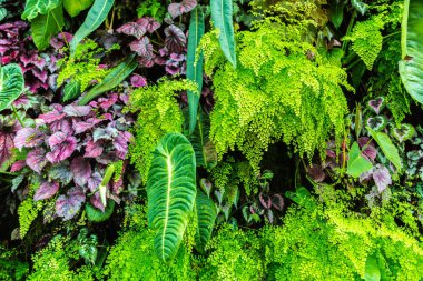 Dikey Bahçe tropikal yaprak yeşil ve çiçeklerle. Doğa arka plan