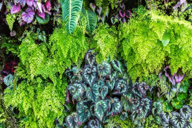 Dikey Bahçe tropikal yaprak yeşil ve çiçeklerle. Doğa arka plan