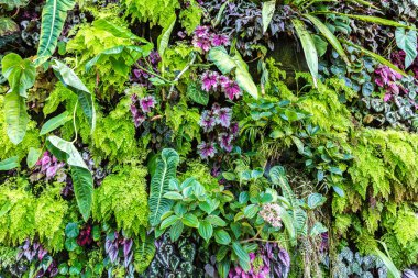 Dikey Bahçe tropikal yaprak yeşil ve çiçeklerle. Doğa arka plan