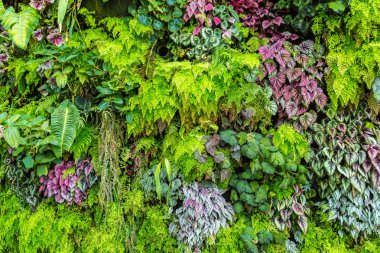 Dikey Bahçe tropikal yaprak yeşil ve çiçeklerle. Doğa arka plan