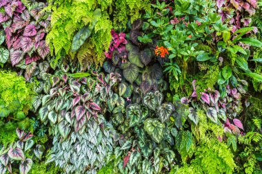 Dikey Bahçe tropikal yaprak yeşil ve çiçeklerle. Doğa arka plan