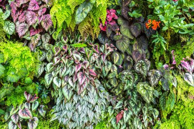 Dikey Bahçe tropikal yaprak yeşil ve çiçeklerle. Doğa arka plan