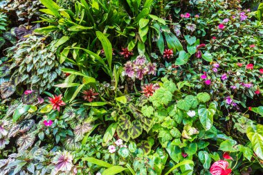 Dikey Bahçe tropikal yaprak yeşil ve çiçeklerle. Doğa arka plan