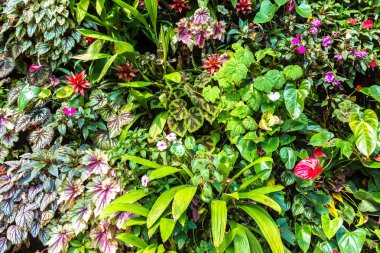 Dikey Bahçe tropikal yaprak yeşil ve çiçeklerle. Doğa arka plan