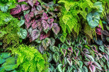 Dikey Bahçe tropikal yaprak yeşil ve çiçeklerle. Doğa arka plan