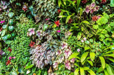 Dikey Bahçe tropikal yaprak yeşil ve çiçeklerle. Doğa arka plan