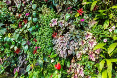 Dikey Bahçe tropikal yaprak yeşil ve çiçeklerle. Doğa arka plan