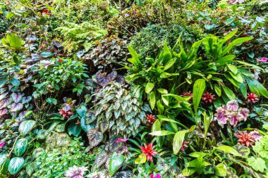 Dikey Bahçe tropikal yaprak yeşil ve çiçeklerle. Doğa arka plan