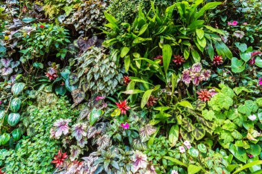 Dikey Bahçe tropikal yaprak yeşil ve çiçeklerle. Doğa arka plan