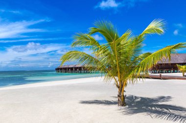 Maldivler - 24 Haziran 2018: Tropikal plaj yaz günü, Maldivler, palmiye ağacı