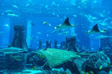 DUBAI, BAE - 26 Haziran 2018: Kayıp odalar - Dubai, Birleşik Arap Emirlikleri, Atlantis Oteli 'ndeki büyük akvaryum
