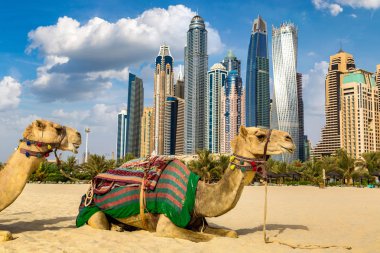 Bir yaz günü, Birleşik Arap Emirlikleri Dubai Yat Limanı önünde deve