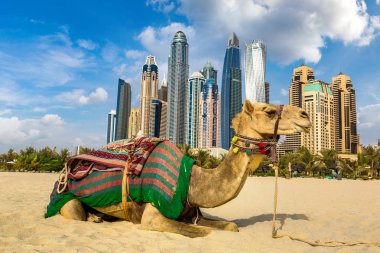 Bir yaz günü, Birleşik Arap Emirlikleri Dubai Yat Limanı önünde deve