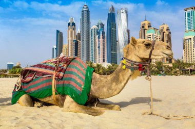 Bir yaz günü, Birleşik Arap Emirlikleri Dubai Yat Limanı önünde deve