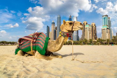 Bir yaz günü, Birleşik Arap Emirlikleri Dubai Yat Limanı önünde deve