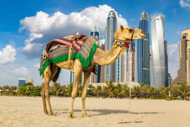 Bir yaz günü, Birleşik Arap Emirlikleri Dubai Yat Limanı önünde deve