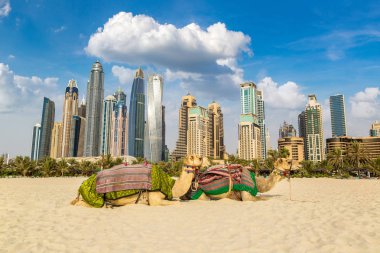 Bir yaz günü, Birleşik Arap Emirlikleri Dubai Yat Limanı önünde deve