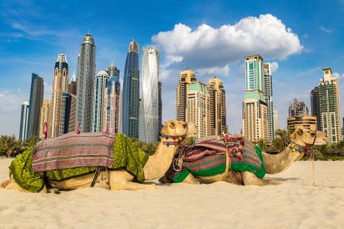 Bir yaz günü, Birleşik Arap Emirlikleri Dubai Yat Limanı önünde deve