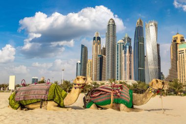 Bir yaz günü, Birleşik Arap Emirlikleri Dubai Yat Limanı önünde deve