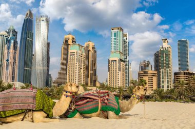 Bir yaz günü, Birleşik Arap Emirlikleri Dubai Yat Limanı önünde deve