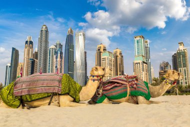 Bir yaz günü, Birleşik Arap Emirlikleri Dubai Yat Limanı önünde deve