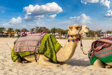 Bir yaz günü, Birleşik Arap Emirlikleri Dubai Yat Limanı önünde deve