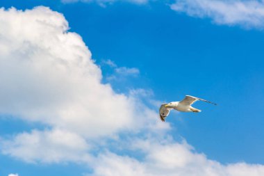 Bir yaz günü açık havada büyük martı