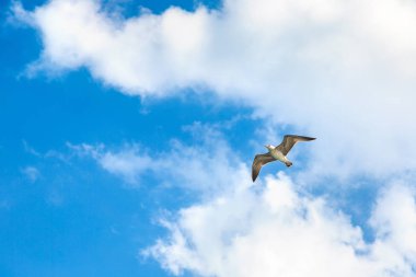 Bir yaz günü açık havada büyük martı