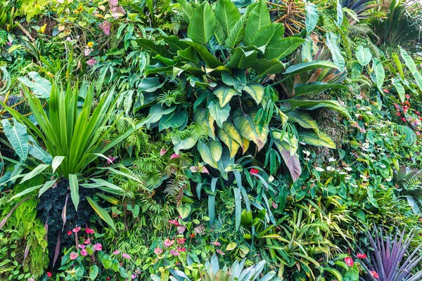 Vertical Garden Tropical Green Leaf Flowers Nature Background — Stock Photo, Image