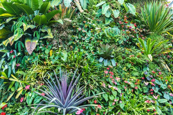 Dikey Bahçe tropikal yaprak yeşil ve çiçeklerle. Doğa arka plan