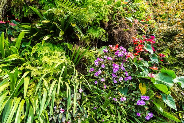 Dikey Bahçe tropikal yaprak yeşil ve çiçeklerle. Doğa arka plan