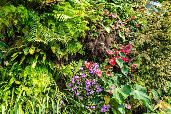 Vertical Garden Tropical Green Leaf Flowers Nature Background — Stock Photo, Image