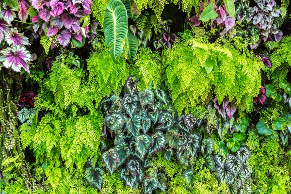 Dikey Bahçe tropikal yaprak yeşil ve çiçeklerle. Doğa arka plan