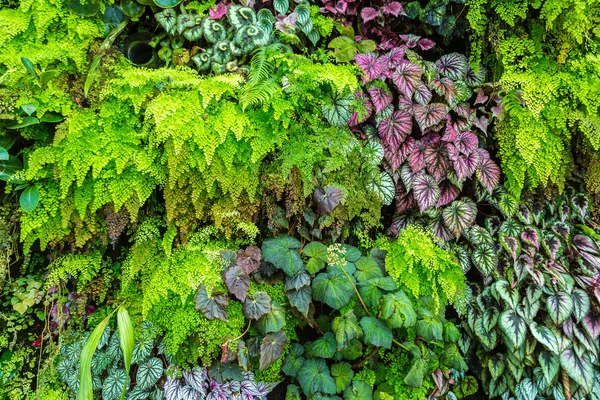 Jardín Vertical Con Hoja Verde Tropical Flores Fondo Naturaleza — Foto de Stock