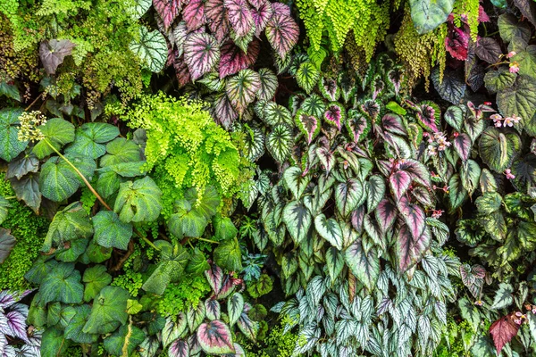 Dikey Bahçe tropikal yaprak yeşil ve çiçeklerle. Doğa arka plan