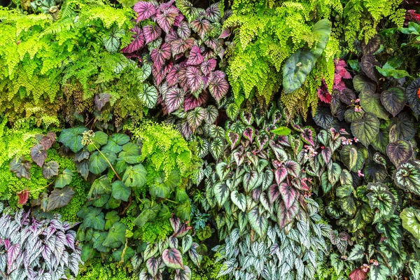 Dikey Bahçe tropikal yaprak yeşil ve çiçeklerle. Doğa arka plan